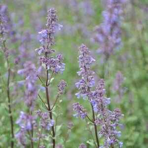 Nepeta faassenii 'Bramdean', Kattekruid