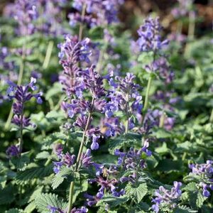 Nepeta racemosa 'Superba', Kattekruid