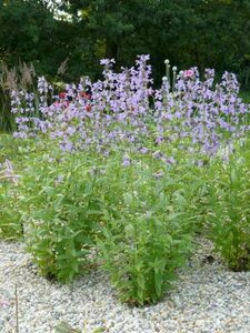 Nepeta sibirica, Siberisch Kattekruid