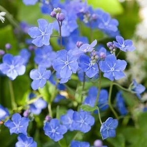 Omphalodes cappadocica 'Cherry Ingram', Amerikaans vergeet-mij-nietje