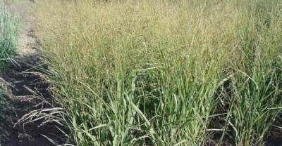 Panicum virgatum 'Buffalo Green', Vingergras