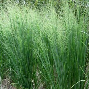 Panicum virgatum 'Cloud Nine', Vingergras