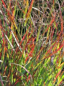 Panicum virgatum 'Farbende Auslese', Vingergras