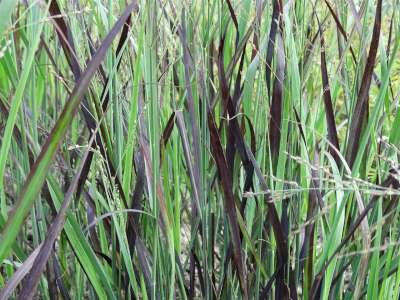 Panicum virgatum 'JS Blue Darkness', Vingergras