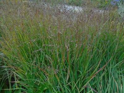 Panicum virgatum 'Squaw Select', Vingergras