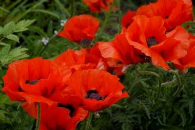 Papaver orientale 'Allegro', Oosterse papaver