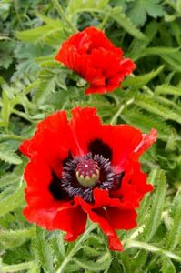 Papaver orientale 'Beauty of Livermere', Oosterse papaver