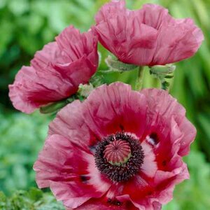 Papaver orientale 'Patty's Plum', Oosterse papaver