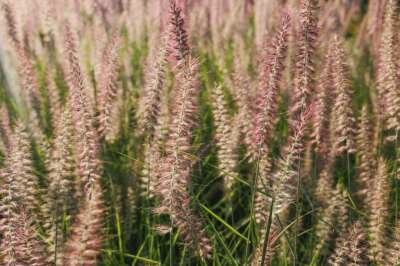 Pennisetum alop. 'Flamingo' P9, Lampepoetsergras