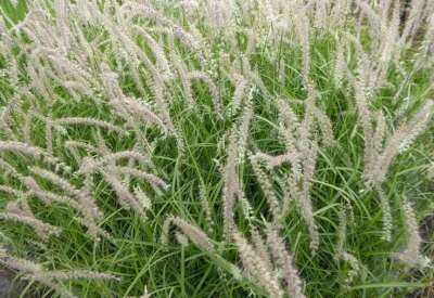 Pennisetum alop. 'Small Tails' P9, Lampepoetsergras