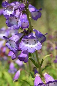 Penstemon 'Alice Hindley', Slangekop