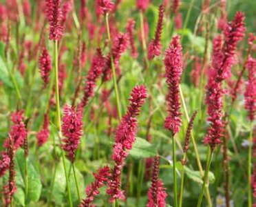 Persicaria amplexicaulis 'JS Calor', Duizendknoop