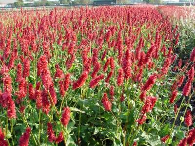 Persicaria amplexicaulis 'JS Delgado Macho', Duizendknoop