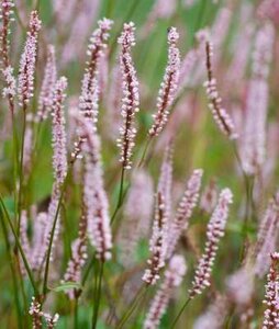 Persicaria amplexicaulis 'JS Misty Morning', Duizendknoop