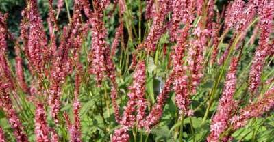 Persicaria amplexicaulis 'Seven Oaks Village', Duizendknoop