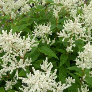 Persicaria polymorpha 'Johanniswolke', Duizendknoop