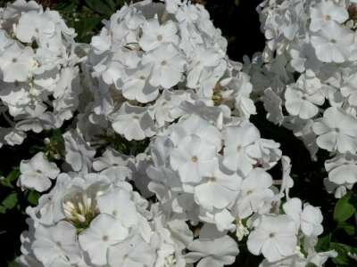 Phlox paniculata 'Anne', Vlambloem