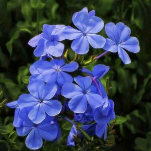 Phlox paniculata 'Blue Boy', Vlambloem