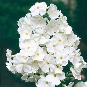 Phlox paniculata 'David', Vlambloem