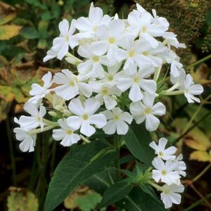 Phlox paniculata 'Fujiyama', Vlambloem