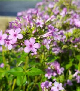 Phlox paniculata 'Jeana', Vlambloem