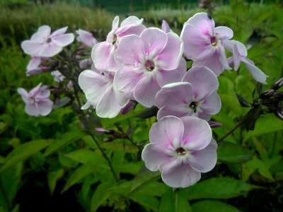 Phlox paniculata 'Monica Lynden-Bell', Vlambloem