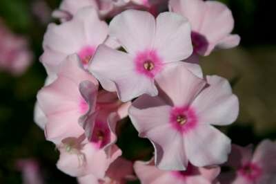 Phlox paniculata 'Rosa Pastel', Vlambloem