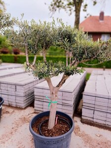 Olea europaea, Bonzai, Olijfbomen