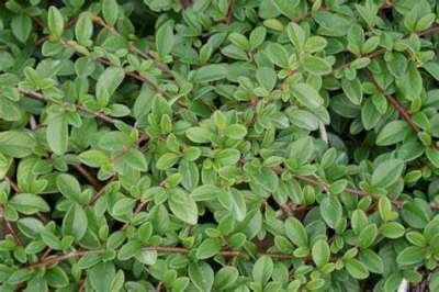 Cotoneaster dammeri 'Major' 1L, Dwergmispel