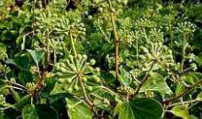 Hedera helix 'Arborescens' 2L, Klimop 25-30 cm