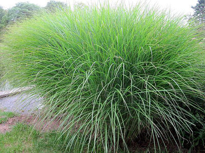 Miscanthus sin. 'Gracillimus' 3L, Chinees riet