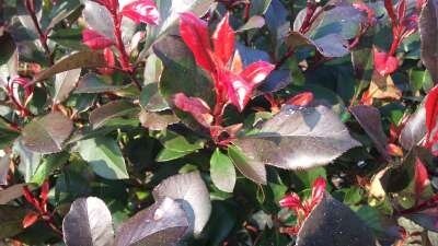 Photinia fras. 'Little Red Robin' P9, Glansmispel