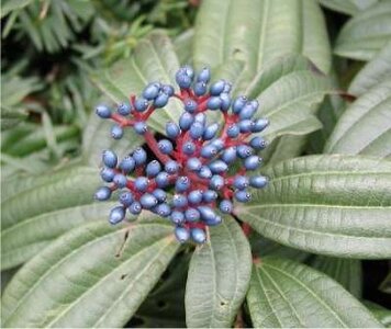 Viburnum davidii P9, Sneeuwbal