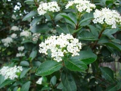 Viburnum tinus P9, Sneeuwbal