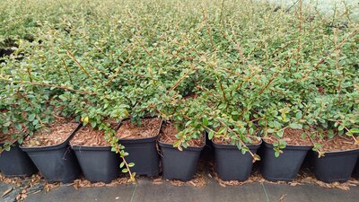 Cotoneaster suecicus 'Coral Beauty' P9, Dwergmispel