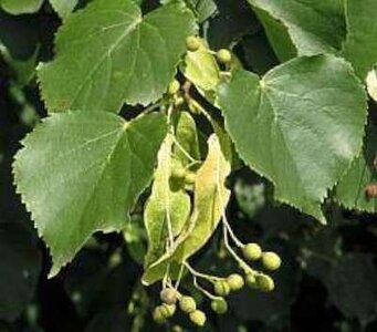 Tilia cordata, Winterlinde, 1+1 40/60