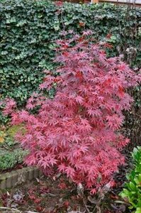 Acer palmatum 'Bloodgood', 125-150 25L, Japanse esdoorn