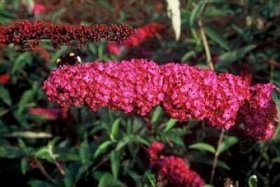 Buddleja dav. 'Royal red' 100-125 25L Vlinderstruik