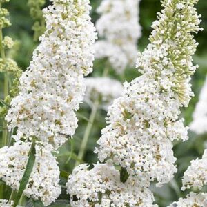 Buddleja dav. 'White Profusion' 100-125 25L Vlinderstruik