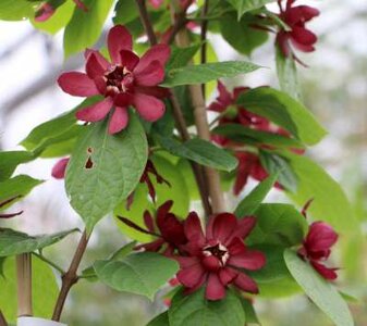 Calycanthus 'Hartlage Wine', 125-150 15L