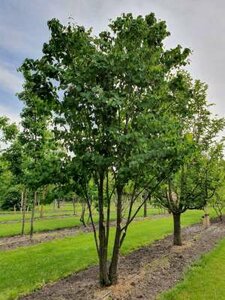 Cercidiphyllum japonicum, 250-300 90L meerstammig, hartjesboom