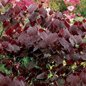 Cercis can. 'Forest Pansy', 100-125 25L, Judasboom