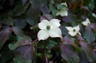 Cornus k. 'Cappucino', 100-125 25L, Kornoelje