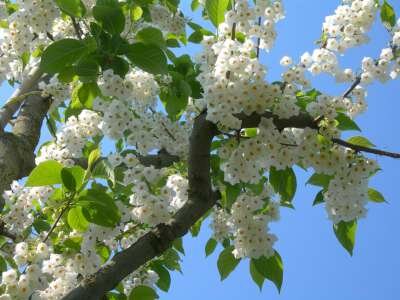 Halesia carolina, 150-175 45L, Sneeuwklokjesboom