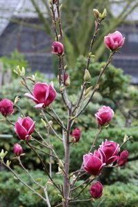 Magnolia 'Genie', 125-150 35L, Magnolia