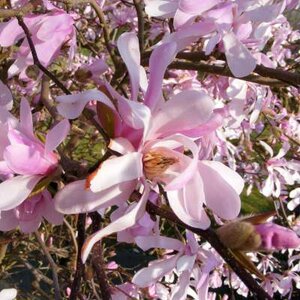 Magnolia loebn. 'Leonard Messel', 175-200 45L, Beverboom