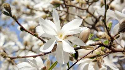 Magnolia loebn. 'Merrill', 200-225 45L, Beverboom