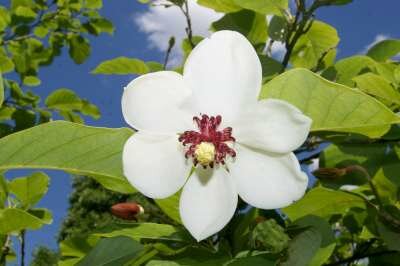 Magnolia Sieboldii, 100-125 25L meerstammig, Beverboom