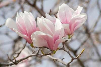 Magnolia soulangeana, 150-175 25L meerstammig, Beverboom