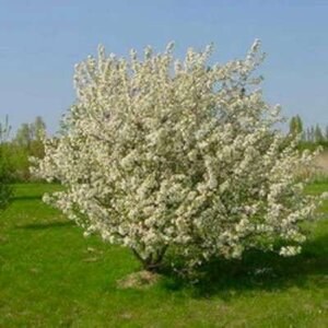 Malus hybr. 'Perpetu' ® meerstammig (Evereste), 150-175 35L, Sierappel